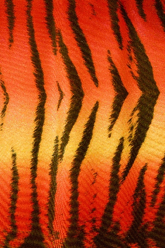 Bengal Tiger Lycra - Neon Red/Flame Red/Sunrise