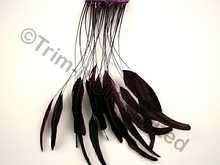 35cm Stripped Feather Mixed Coque 10cm pc - Purple Rain