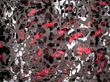 Leopard Burnout Stretch Velvet - Black/Flamenco Red/Dark Grey