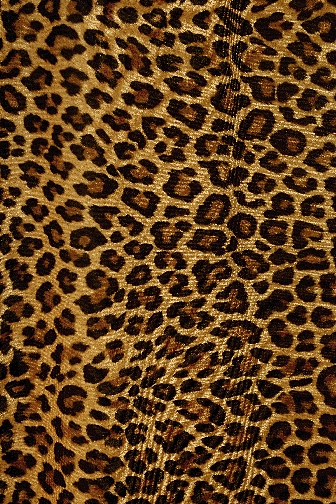 Leopard Stretch Net - Gold/Black