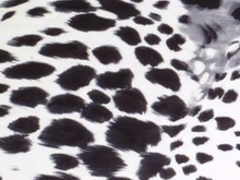 Snow Leopard Lycra - Black/White