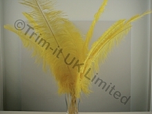 Ostrich Plumes-Spadones Pack of 10 - Daffodil