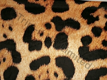 Super Sized Leopard On Smooth Stretch Velvet - Gold/Black