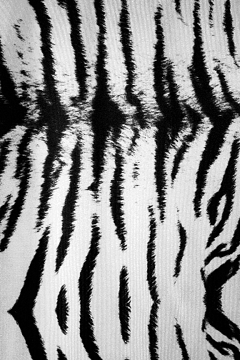 Siberian Tiger Lycra - Black/White