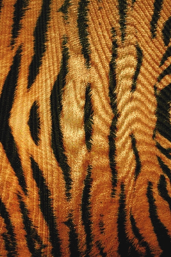 Siberian Tiger Lycra - Gold/Black