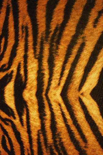 Siberian Tiger Velvet Lycra - Black/Gold