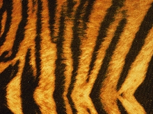 Siberian Tiger Velvet Lycra - Black/Gold